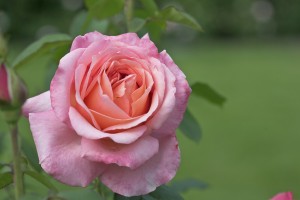 LOVELY LADY (hybrid tea)